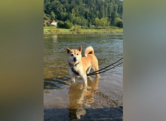 Kokette 3/4 Shiba Inu 1/4 Beagle Hündin Aiko (1,8 Jahre alt)