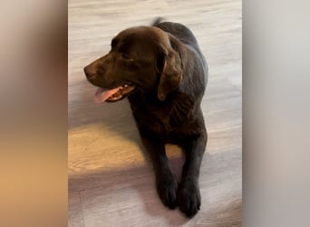 Labrador Retriever Labbi Welpen