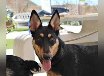 Yassi (Spanien) - wunderschöne Schäferhund-Mischlingshündin