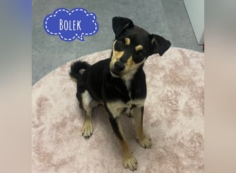Bolek ein lieber Engel auf 4 Pfoten