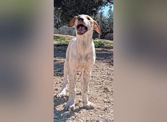 Qurilige freundliche NOLA sucht liebevolles Zuhause