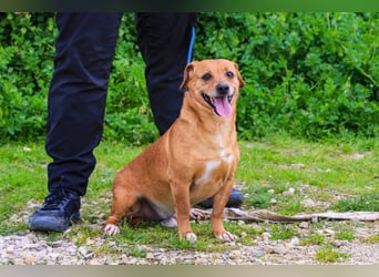 Albu, Mix Dackel / Pinscher, lieb und verträglich