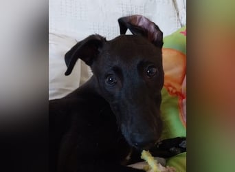 Skadi - beim Tierarzt ausgesetzt