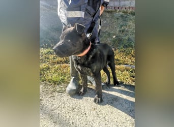 Roscon, ein fröhlicher Welpe