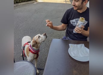 Asia - liebe, menschenbezogene Hundeomi