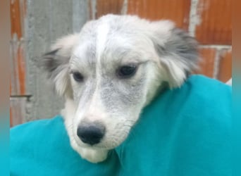 Tiara ❤️ aufgewecktes Husky-Mix Mädl