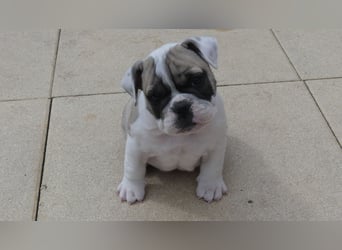 Zuckersüße Freiatmige Bulldoggenwelpen