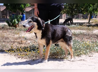 Mika, Mix Schäferhund / Berner Senne , lieb und verträglich