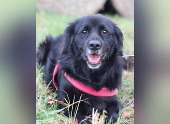 OldLady ZIVA❤️sanfte, ruhige und verschmuste Seelenhündin
