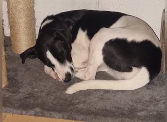 Perdi: lebensfrohes Powerpaket in 66954 Pirmasens