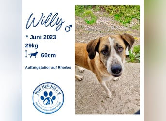 Ruhiger und gelassener Junghund WILLY (2 Jahre) sucht eine Familie