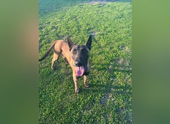 Salva, perfekter Malinois der einfach nur gefallen will