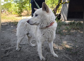 Hachi, sanfter Traumhund, ca. 10 Jahre, ca. 37 cm, ca. 11 kg