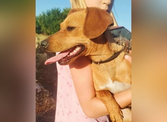 Daisy, geboren 01.01.2025, 37cm sucht ihre Chance