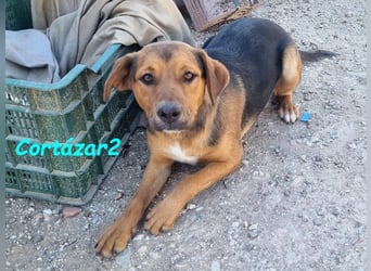 Cortázar2 geb. 09/2023 (ESP) - sehr verschmuster und süßer Bodeguero Mix Junghund!