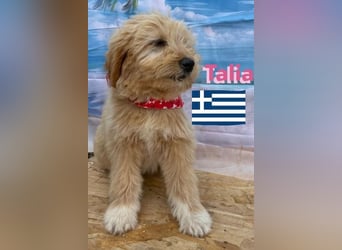Talia, geb.01/25 - anhängliches Hundemädchen sucht ihre Familie