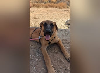 Cali (Spanien) – junger Mastín-Mischling auf der Suche nach seinem Für-immer-Zuhause