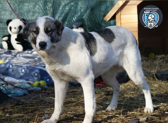 Roberta sucht ein Zuhause