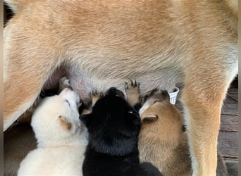 Wurfankündigung - Oktober 24 - Reinrassige Shiba - Inu Welpen! Langjährige Shiba-Liebe!