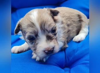 Bezaubernde Welpen aus Bolonka Zwetna und Pomeranian (Zwergspitz)