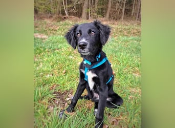 Bluey - eher ein Frauenhund