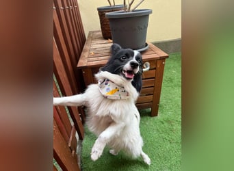 Leopold SR - kleiner Spitz mit großem Charme sucht seinen Platz im Leben