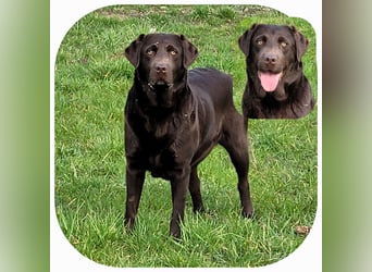 Labrador Welpen in der Farbe chocolate und blond vom Züchter