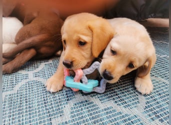 Reinrassige Labradorwelpen