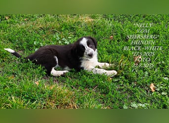 Border Collie-Welpen , black-,choco-,red-white und red-merle