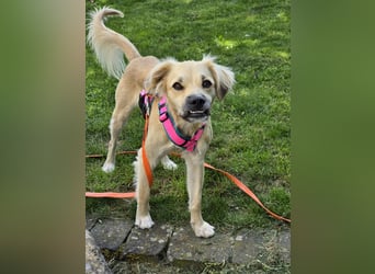 Toller Familienhund sucht ein Zuhause
