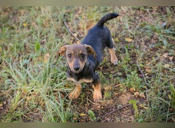 Chip 269814: Hundekind sucht ein Zuhause