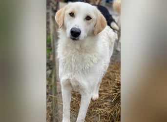 Nami, geb. ca. 12/2019, lebt in GRIECHENLAND, im städt. Tierheim Serres