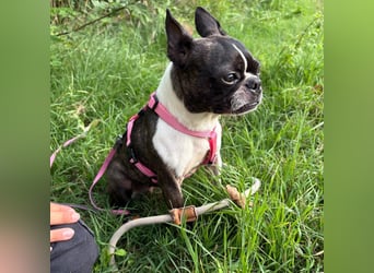 Venus - Klein, klug, kuschelig: Boston Terrier Lady auf der Suche nach Liebe ❤️