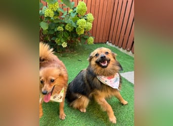Lilo SR – Verspielte Spitzdame sucht liebevolles Zuhause