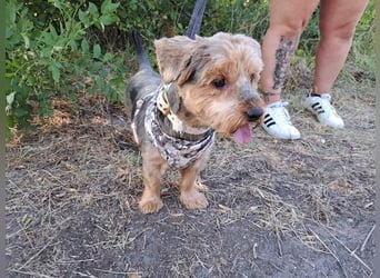 Yoyo, treuer Yorkshireterriermix, ca. 5 Jahre, ca. 31 cm, ca. 9 kg *in 50733 Köln*