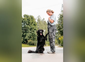 Fröhlicher Willy sucht seine Familie