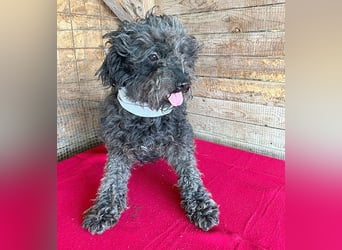 superlieber Kuschelhund MAILO - 2,5 Jahre, 45cm/14kg - Puli-Schnauzer-Mix