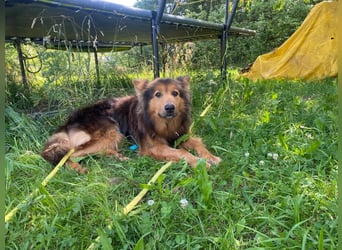 Sanfter Hundejunge Mishka in 72813 St. Johann sucht liebevolles Zuhause