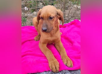 Tora ❤️ süße, aktive Labi-Mix Hündin