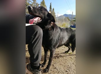 Traum-Hund Gris sucht seine Familie