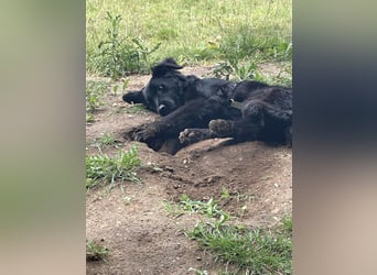 Herzenshund Golden Retriever Mix Jamie sucht sein Körbchen