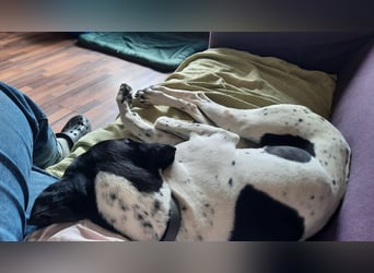 Sangria  - Pointer, lieb und verträglich, auch mit Katzen