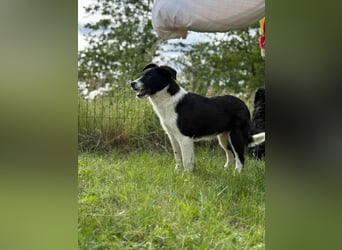 Deza, geboren 01.10.2024, 50cm sucht sein Zuhause