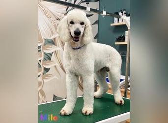 Goldendoodle & Labradoodle Labrador+Golden+Retriever+Pudel Welpen