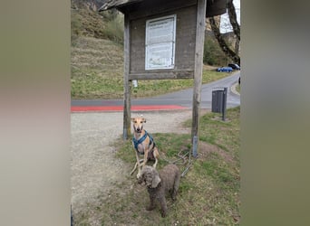 ANNI ❤️ lustige Galga, Pflgefamilie Bischberg