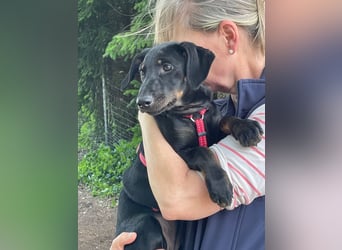 Ella (Elvira) VA - Aufgeweckte Welpin sucht Abenteuer und Geborgenheit