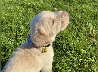 Labrador Welpen reinrassig rüde weiß NRW Düsseldorf Köln