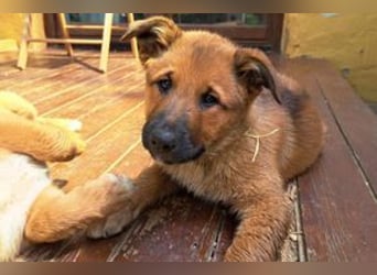 Joriz, ein verspieltes Hundekind auf der Suche nach einem Zuhause fürs Leben