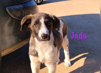 Jada geb. 01/2022 (ESP) - ausgeglichene und aufgeschlossene Schönheit!