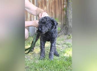 Tata SI - Liebevoller Rentner sucht Gnaden-Körbchen